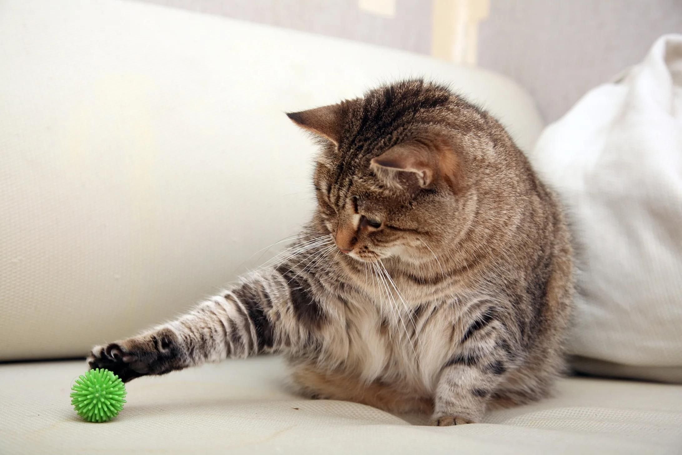 Кэтс плей. Мячики для кошек. Кот играется. Котенок с мячиком. Кошка играет с мячиком.