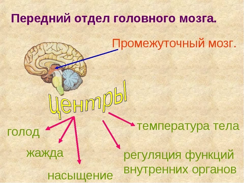 Центр регуляции голода и жажды. Центры регуляции промежуточного мозга. Функции промежуточного мозга регуляция. Промежуточный мозг отделы и функции. Отдел мозга промежуточный мозг функции.