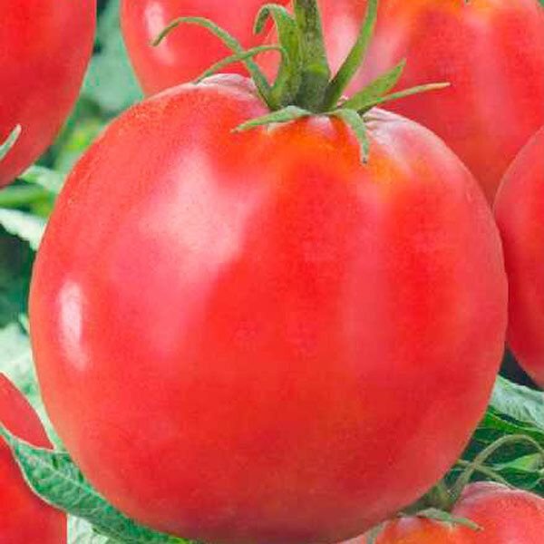 3 сорта томатов не требующих формирования и подвязывания