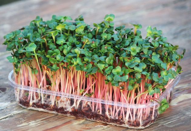 Как дома вырастить полезную микрозелень и не остаться зимой без витаминов