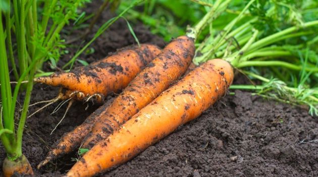 Руководство для начинающих дачников. Как выращивать, собирать и хранить морковь