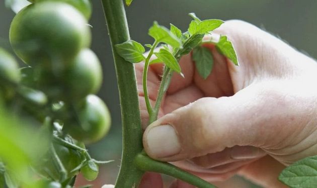 Почему успешные огородники рекомендуют не пасынковать томаты. Попробуем разобраться вместе