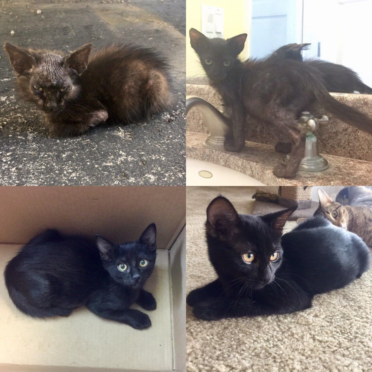 Котенок подобранный с улицы. Котята до и после. Подобранные котята до и после. Уличные котята до и после. Черный котенок до и после.