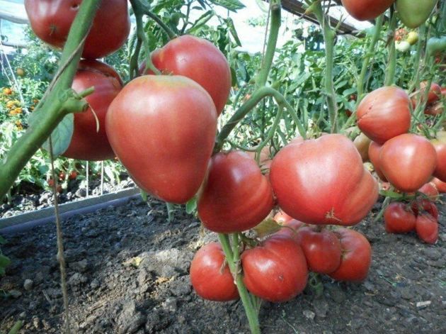 Сорт томата, который никогда не подведет и каждое лето урожай будет достойный