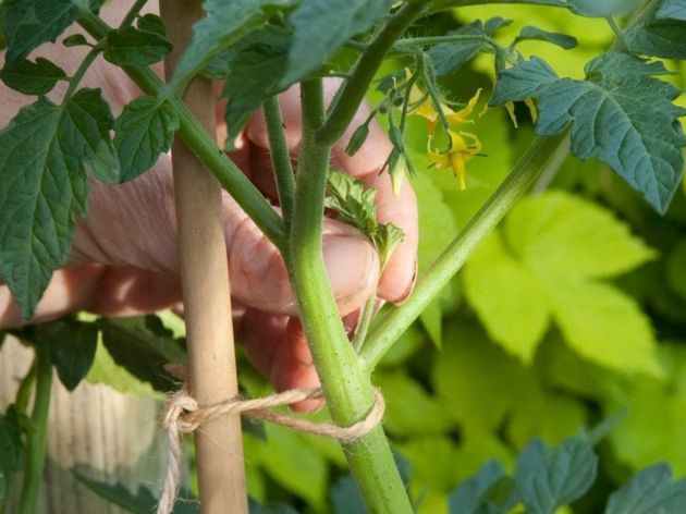 Самая элементарная схема пасынкования томатов, чтобы не проводить процедуру несколько раз за сезон