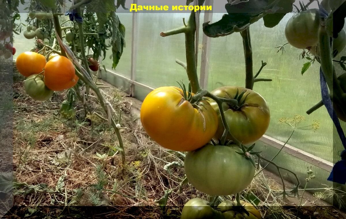 Важные советы по уходу за томатами и рассадой томатов