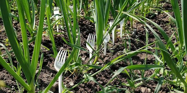 Пластиковые ложки и вилки: незаменимая вещь для огородника. Способы применения для рассады и в огороде