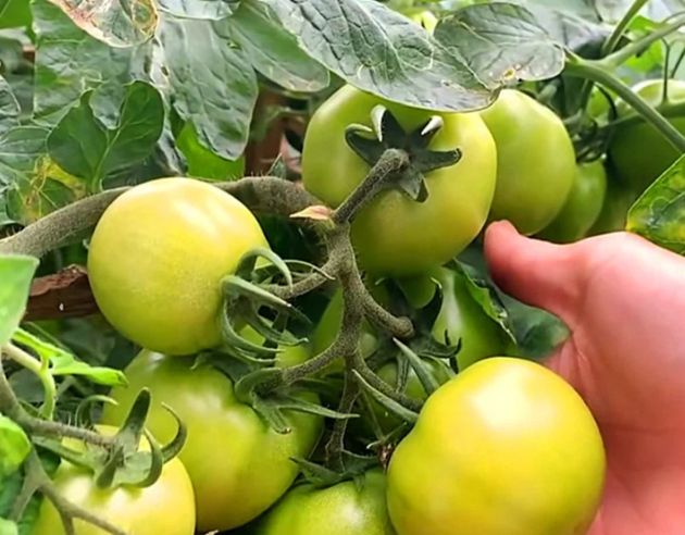 Подкормка для томатов с содержанием P, K, B и Ca, от которой помидоры будут на всех кистях и по всему кусту, а не только снизу