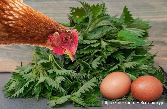 Крапива цыплятам. Ко ко ко отшугарю я яйцо. Польза сушеной крапивы курам. Чем кормить кур чтобы яйцо было крупнее.