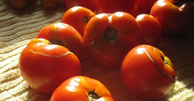 Почему у вас растрескиваются томаты