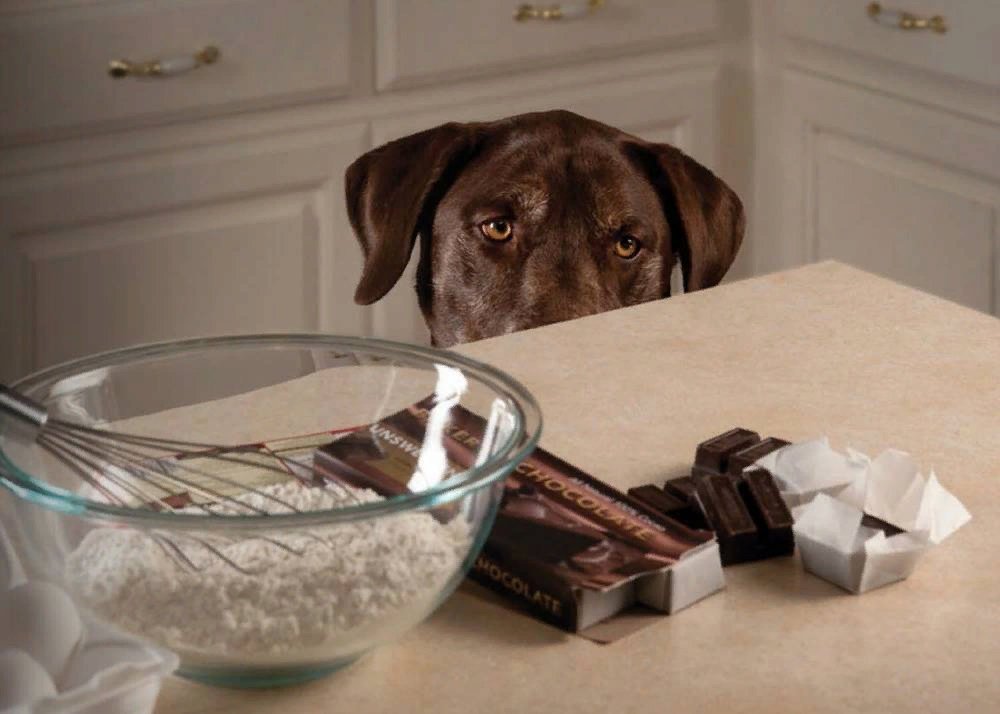 Почему собакам нельзя сыр. Шоколад для собак. Шоколад и животные. Шоколад с собачками. Конфеты для собак.