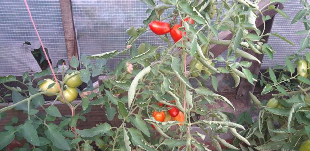 Если листья томатов скручиваются, то нужно незамедлительно предпринять несколько простых мер, чтобы не потерять урожай