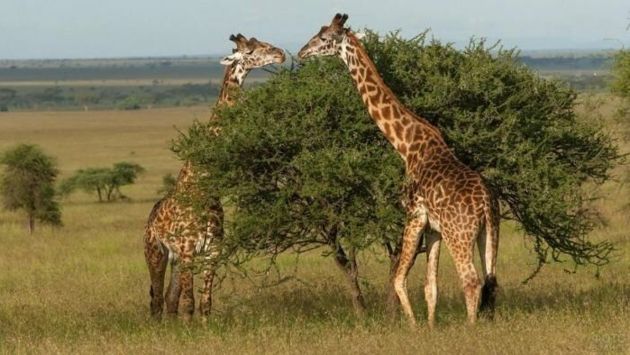 Почему у жирафов синий язык?