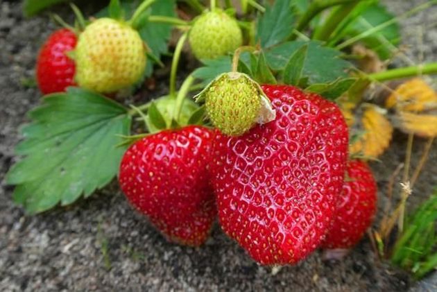 Чтобы ягоды клубники всегда были крупными, следую этим простым правилам ухода