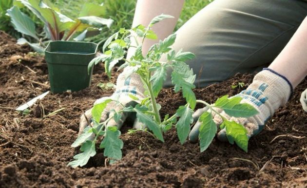 Чем подкормить рассаду томатов высаженную в грунт