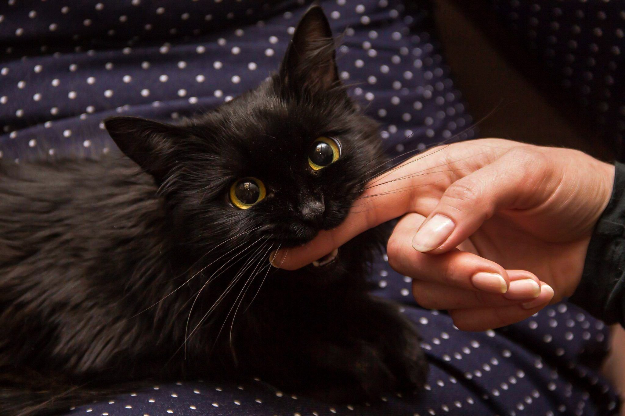 Укус пальца кошкой. Черный котенок. Черный кот кусается. Черные котята кусаются. Кусачий котенок.