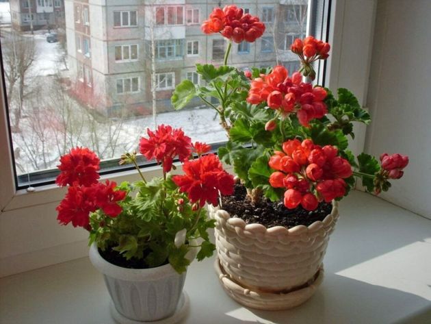 Красивые комнатные растения, которые стоит посадить в своем доме