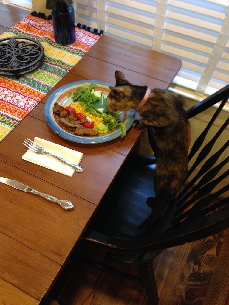 Украсть со стола. Кот ворует. Кот ворует еду. Кот ворует со стола. Коты воруют еду.