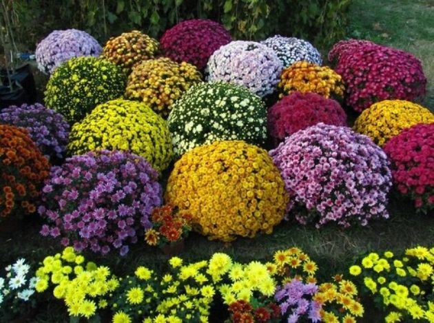 Как правильно ухаживать за многолетними цветами, чтобы они долго и пышно цвели