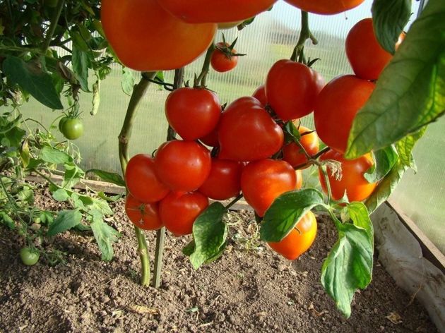 Что нужно томатам в августе, чтобы собирать крупные, сочные плоды
