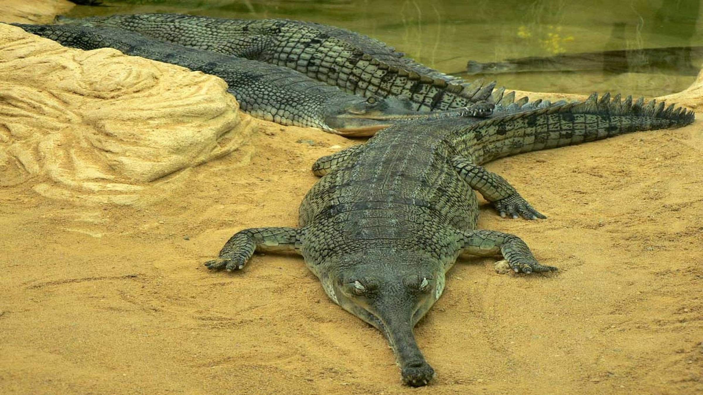 Рептилия в анапе. Гангский гавиал. Гангский гавиал крокодилы. Крокодил Аллигатор гавиал. Гавиал альбинос.