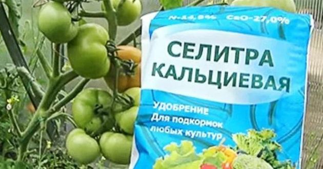Применяем кальциевую селитру для томатов: преимущества удобрения и правила обработок