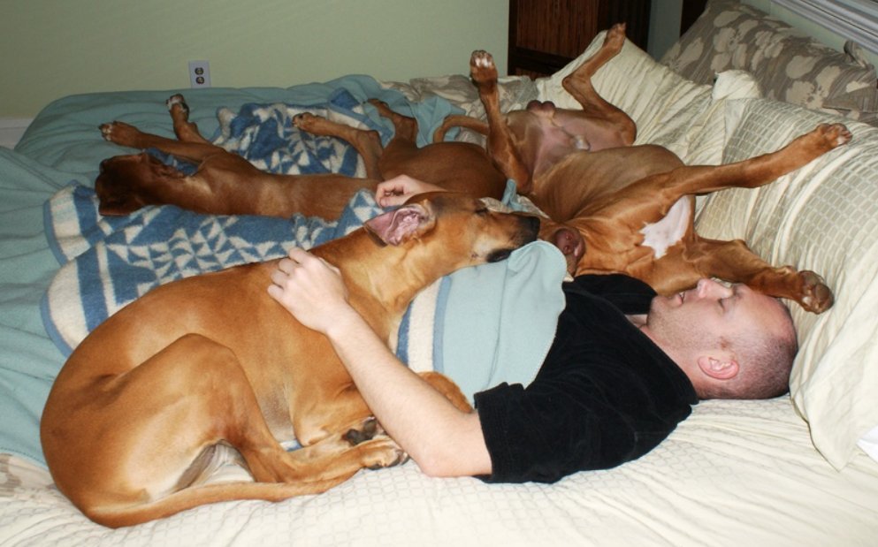 Собака на руках во сне. Спящие домашние питомцы. Собаки в постели с хозяином.