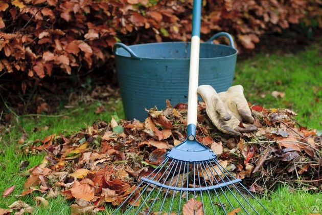 5 причин, по которым не стоит убирать опавшие листья в саду