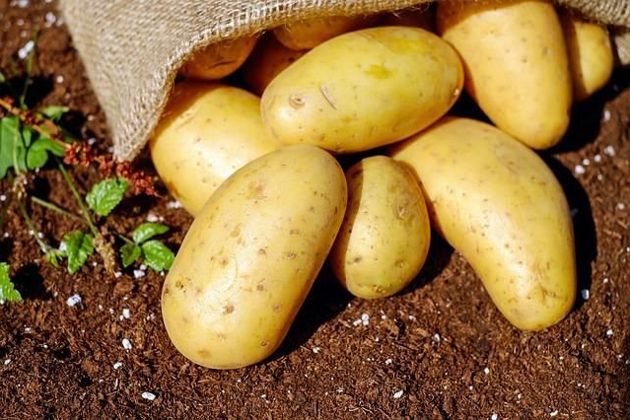 Как улучшить землю под картофель на 6 сотках, если нет возможности соблюдать севооборот