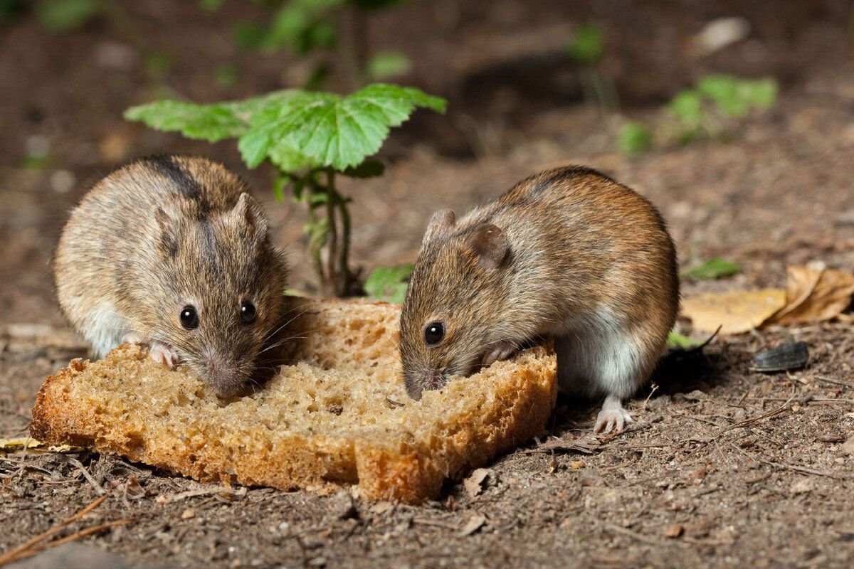 Как избавиться от мышей на участке. Полевая мышь Apodemus agrarius. Полевая крыса и Полевая мышь. Полевка Полевая. Что едят мыши полевки.