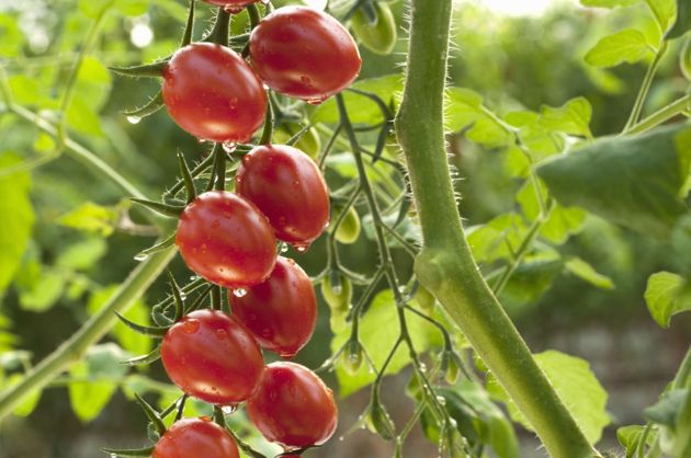 6 действенных способов, которые помогут томатам быстро покраснеть