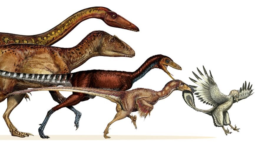 Ближайший родственник динозавра. Археоптерикс Эволюция птиц. Птицы потомки динозавров. Происхождение динозавров. Эволюция динозавров.