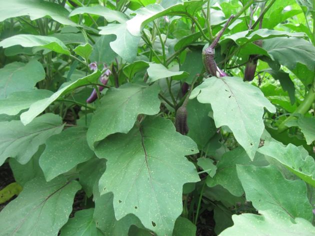 5 секретов выращивания баклажанов для богатого урожая
