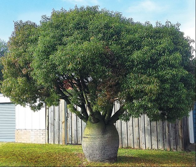 Брахихитон наскальный (Brachychiton rupestris) на родине в Австралии по праву называется деревом-бутылкой