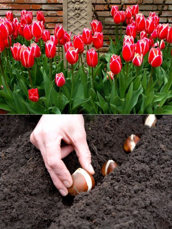 Высадка тюльпанов весной. Клумба с тюльпанами. Посадка луковичных цветов. Тюльпаны в цветнике. Посадка тюльпанов.