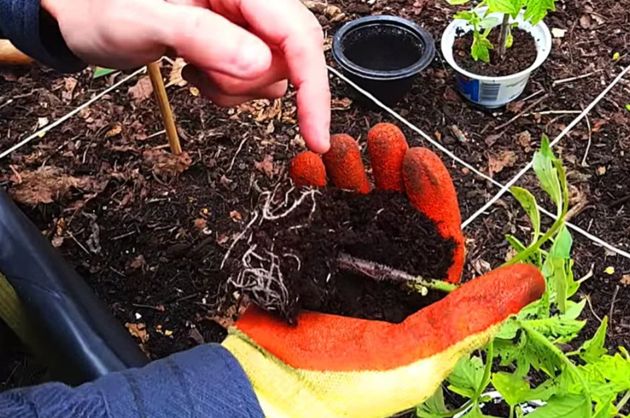 Один из лучших способов высадки рассады томатов. Помидоры вырастают на ура