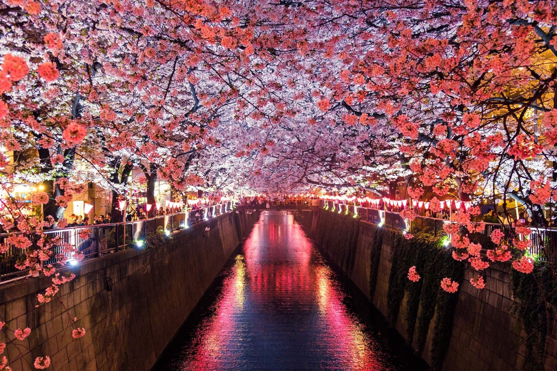 Япония пон. Япония Токио Сакура. Черри блоссом в Токио. Река Мэгуро Токио. Киото цветение Сакуры.