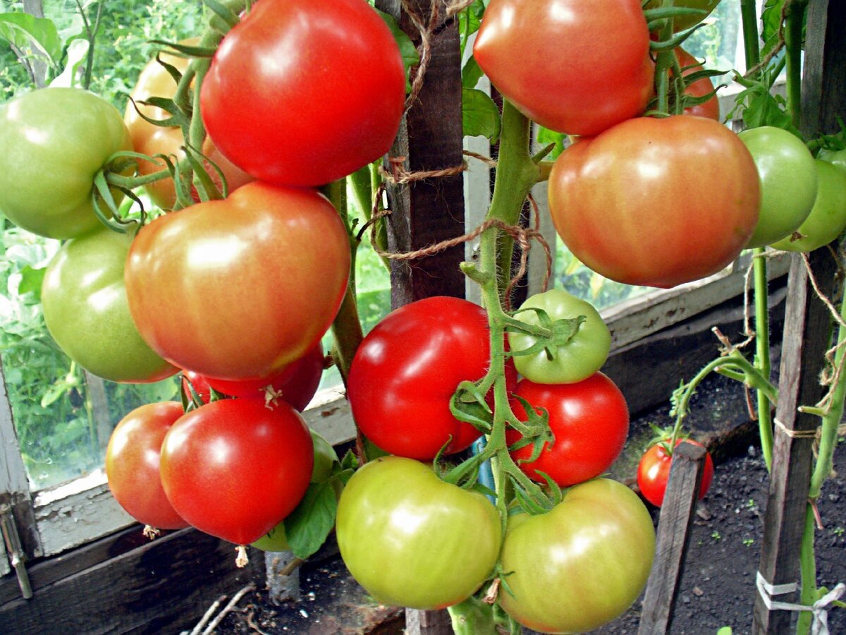 Семена томатов катя