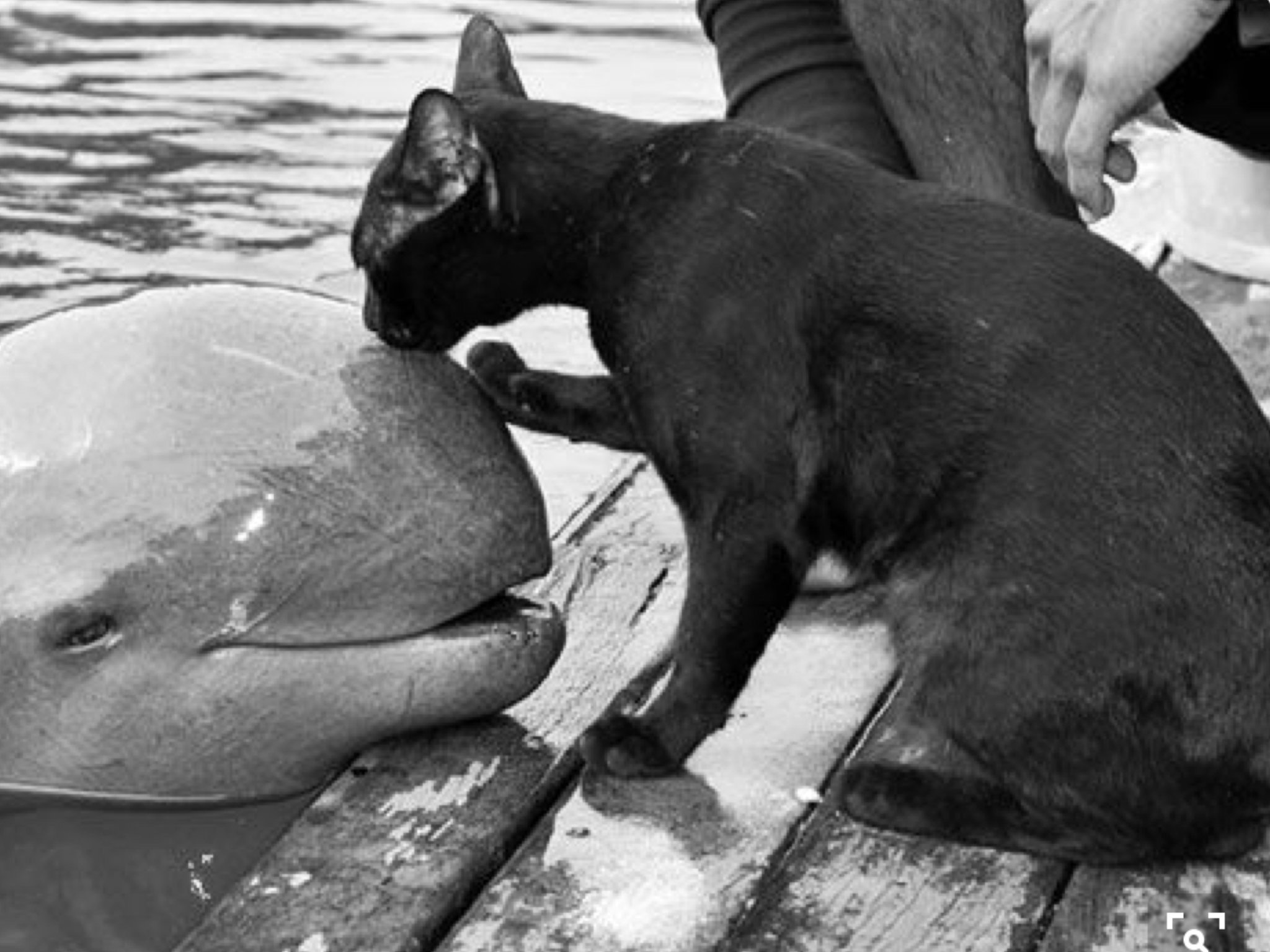 Рыба друг человека. Кошка и Дельфин. Дельфины и собаки. Дельфины и кошки. Дружба собаки и дельфина.