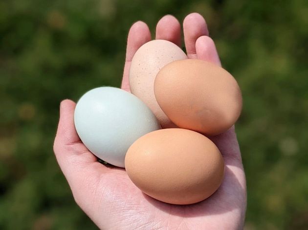 8 причин есть яйца каждый день: полезные свойства продукта и на какие нюансы обратить внимание при выборе домашних яиц