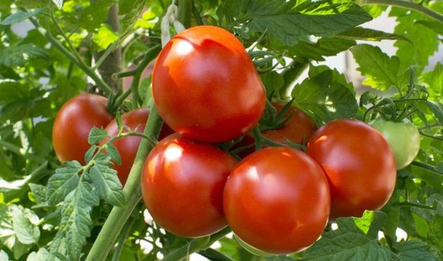 Лучшие подкормки для томатов и секреты для ускорения созревания