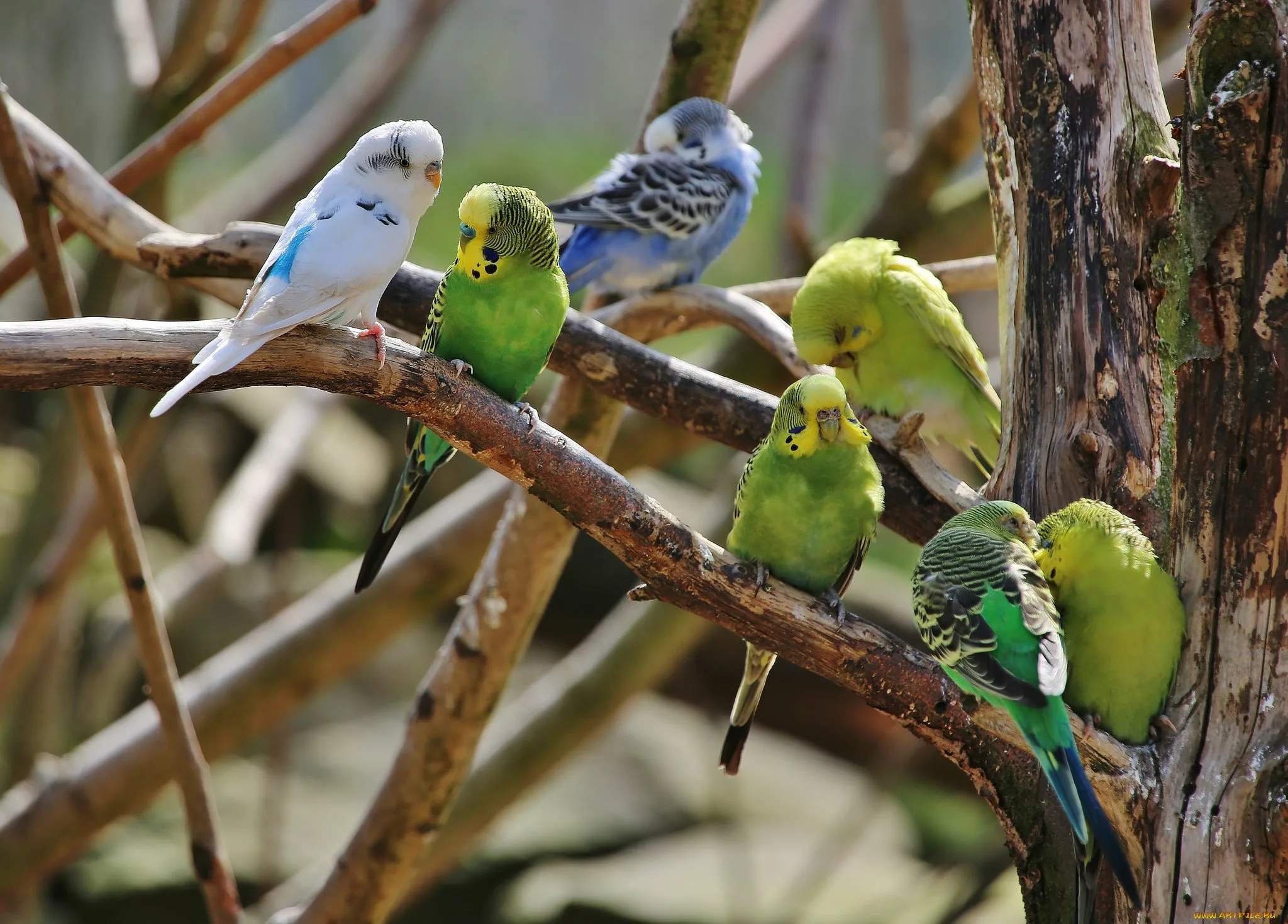 В зоопарке живут 5 видов попугаев каждому. Желтоголовый волнистый попугай. Волнистый попугайчик в Австралии. Австралия Родина волнистых попугайчиков. Волнистые попугаи в дикой природе.