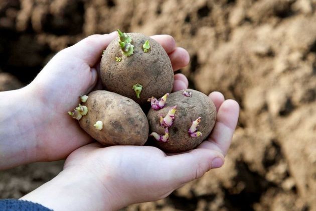 Способ проращивания картофеля перед посадкой, которым я пользуюсь каждый год. Урожай всегда приносит только положительные эмоции