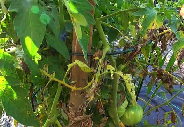 Настойка для огурцов и томатов в августе против фитофторы и других болезней, покорившая всех дачников
