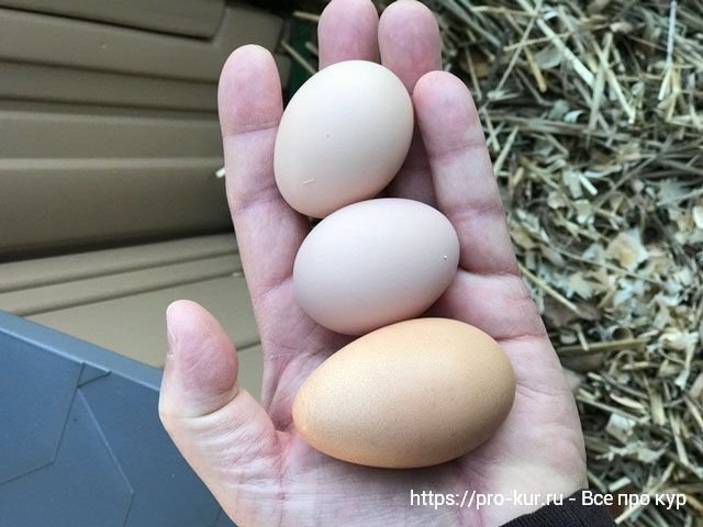 Кура несет мелкие яйца. Мелкие яйца. Яйцо несушки мелкое. Куры несут мелкие яйца.