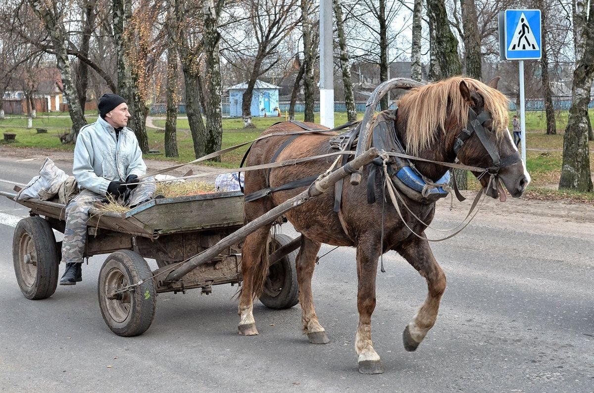 Избранное в телеге. Гужевой транспорт лошади. Гужевой транспорт в СССР. Телега с лошадью. Конь с повозкой.