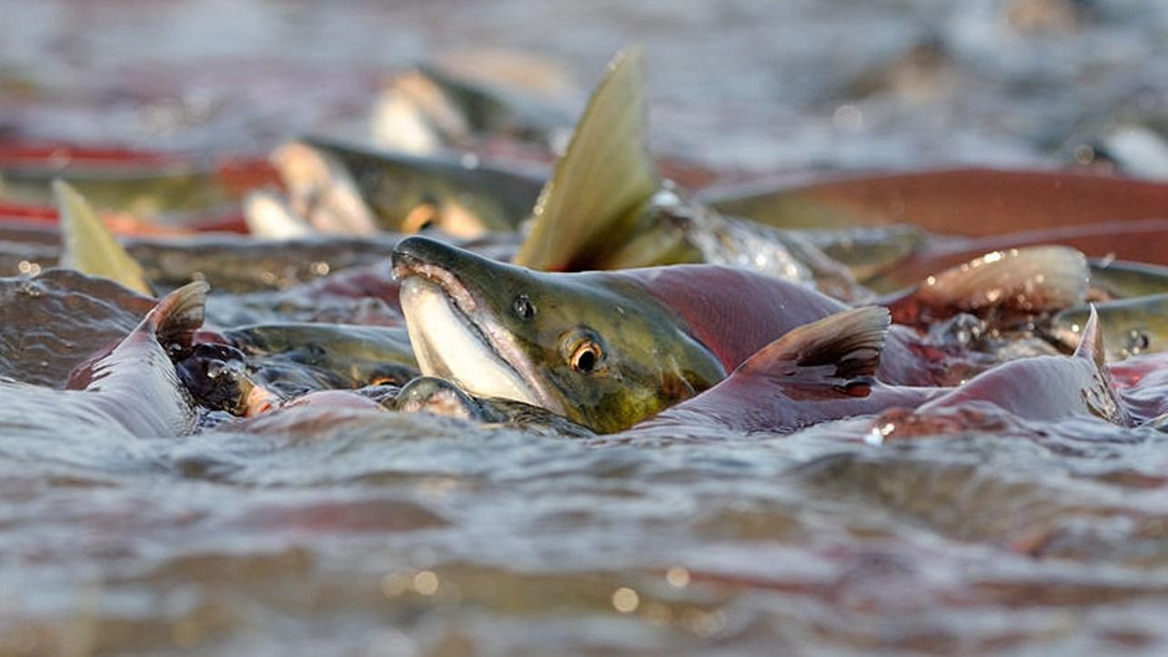 Почему во время нереста рыб. Лосось нерка нерест. Нерест горбуши на Камчатке. Тихоокеанский лосось нерка. Нерест камчатских лососей.