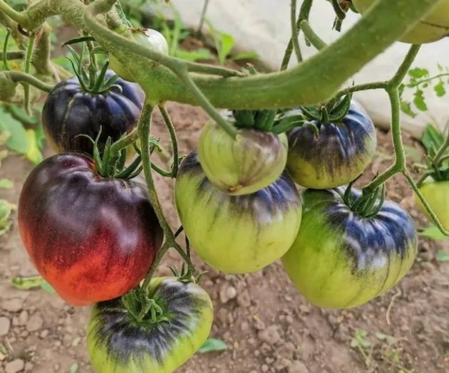 8 сортов томатов, обладающих отличной урожайностью для посадки в следующем году