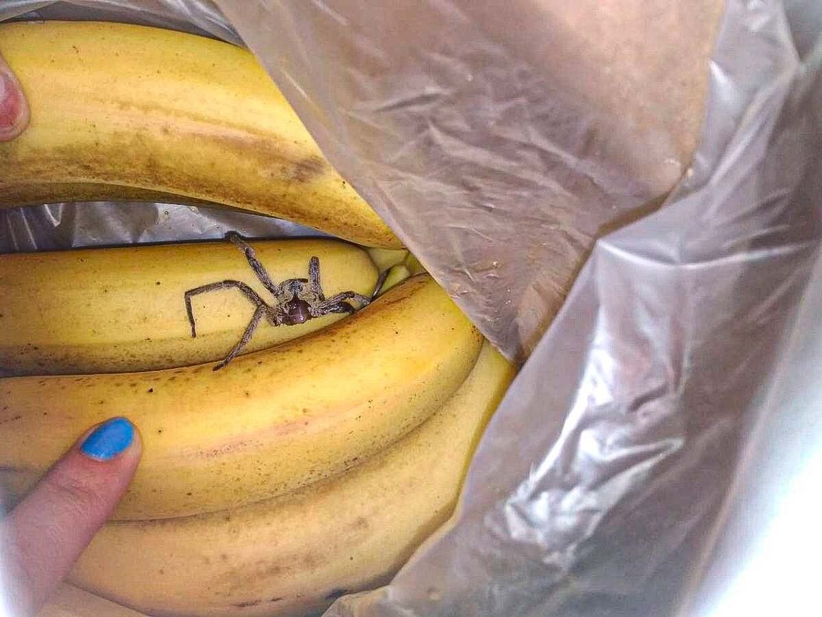 Дикси бананы. Банановый Странствующий паук. Бразильский Странствующий (банановый) паук. Банановый паук паутина.
