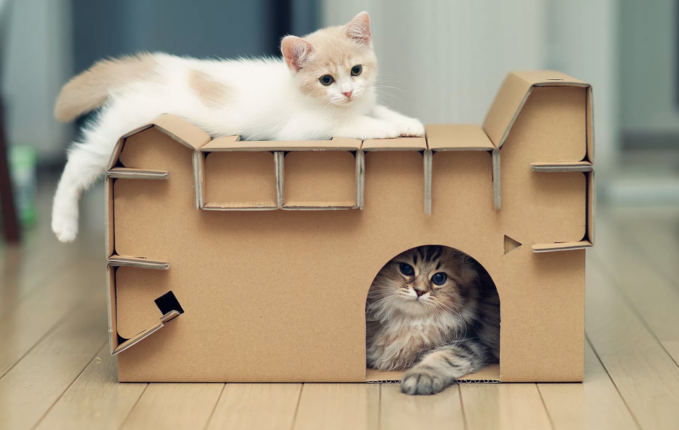 Котов в домашних условиях. Домик для кошек. Коты в домике. Домик для котёнка из коробки. Дом для котика.